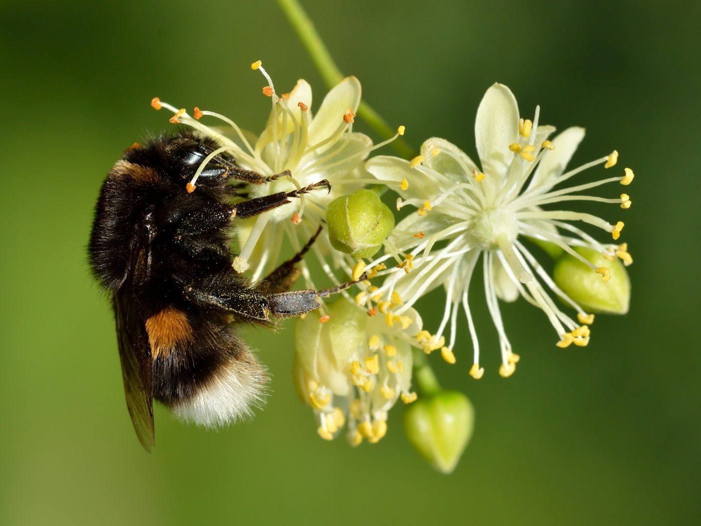 Bombus terrestris queen on Tilia cordata