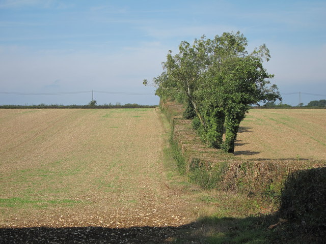 Hedgerows: how tidy do they really need to be?