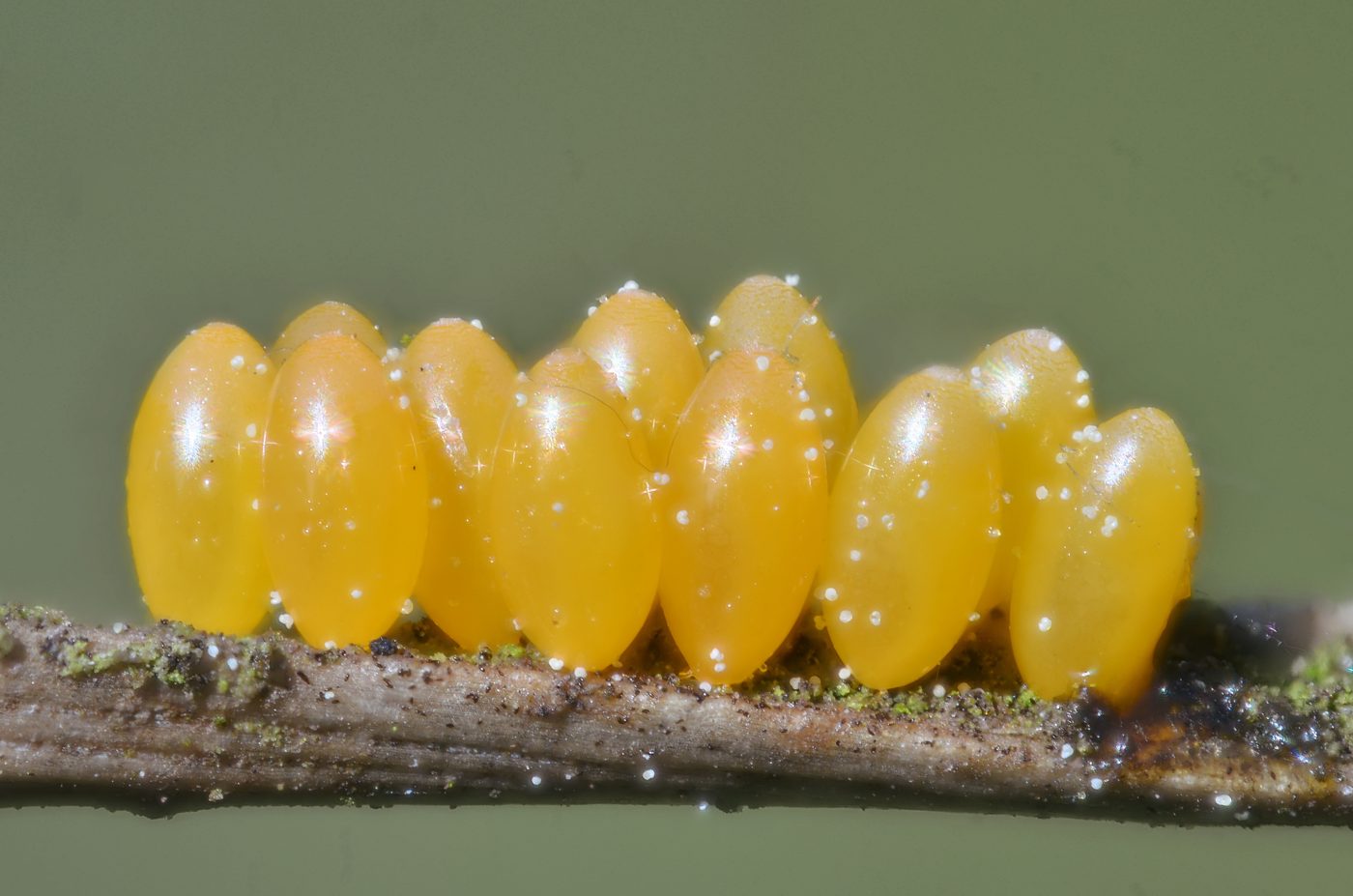 Ladybird eggs