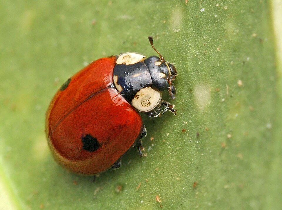 Adalia bipunctata