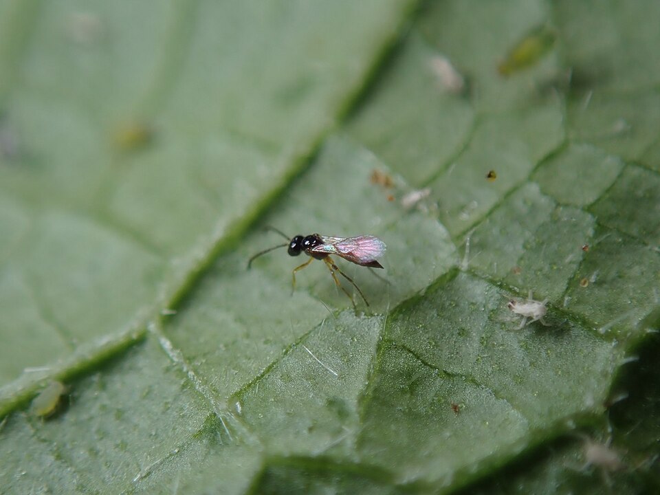 Aphidius colemani