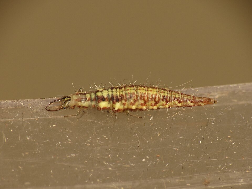Chrysoperla carnea