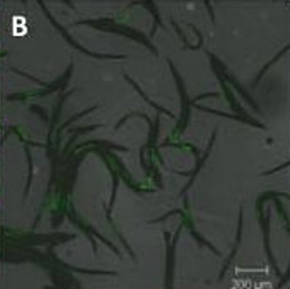 Heterorhabditis bacteriophora