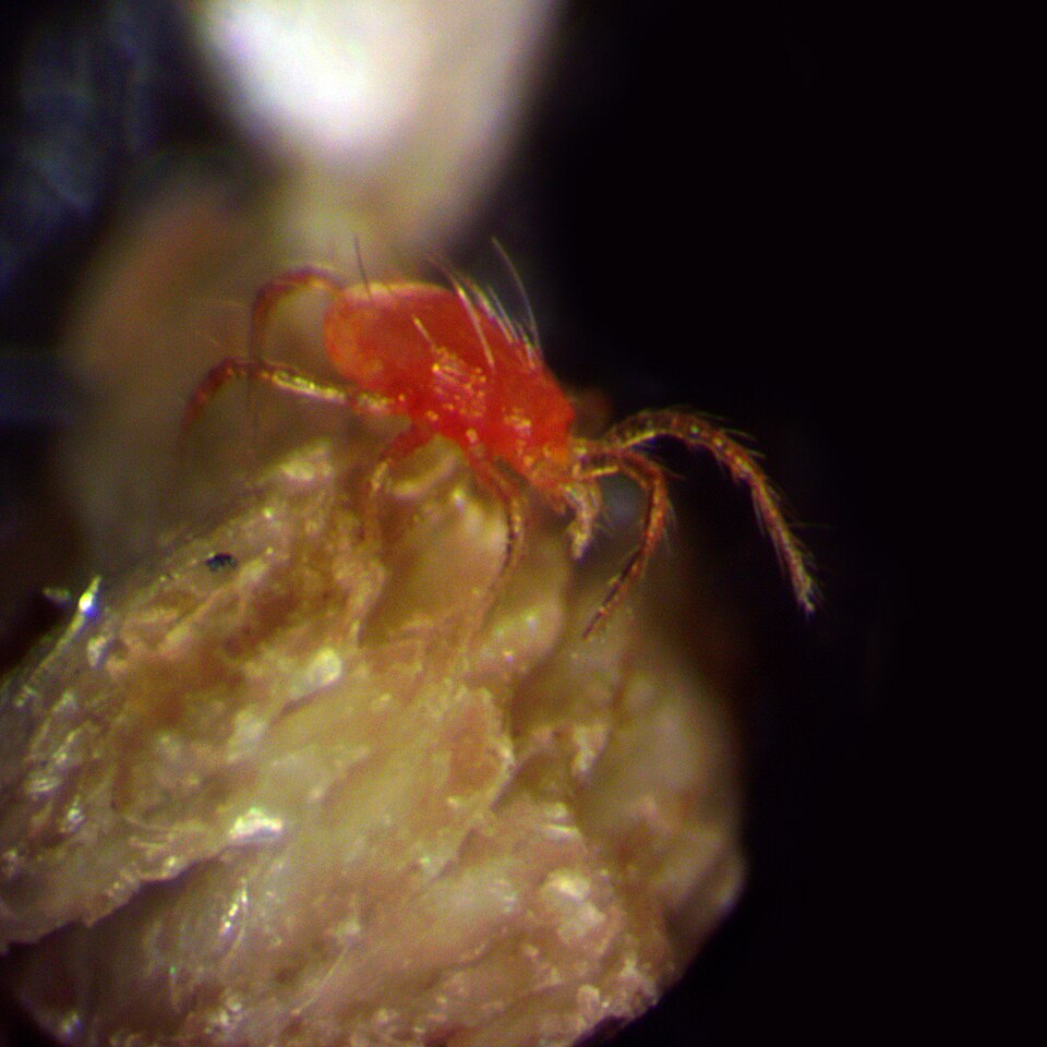 Phytoseiulus persimilis