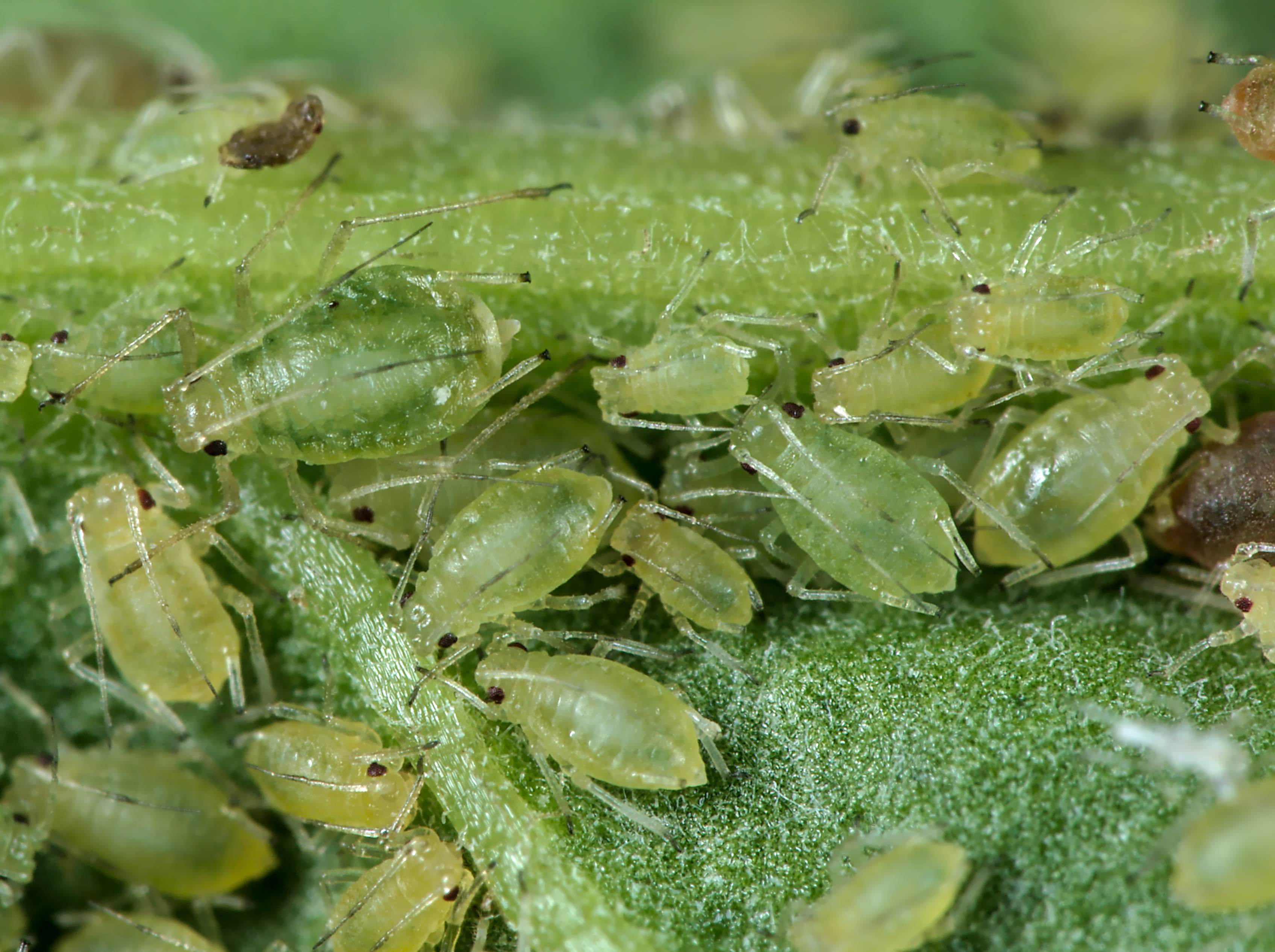 Green peach aphid (Myzus persicae) on sugar beet