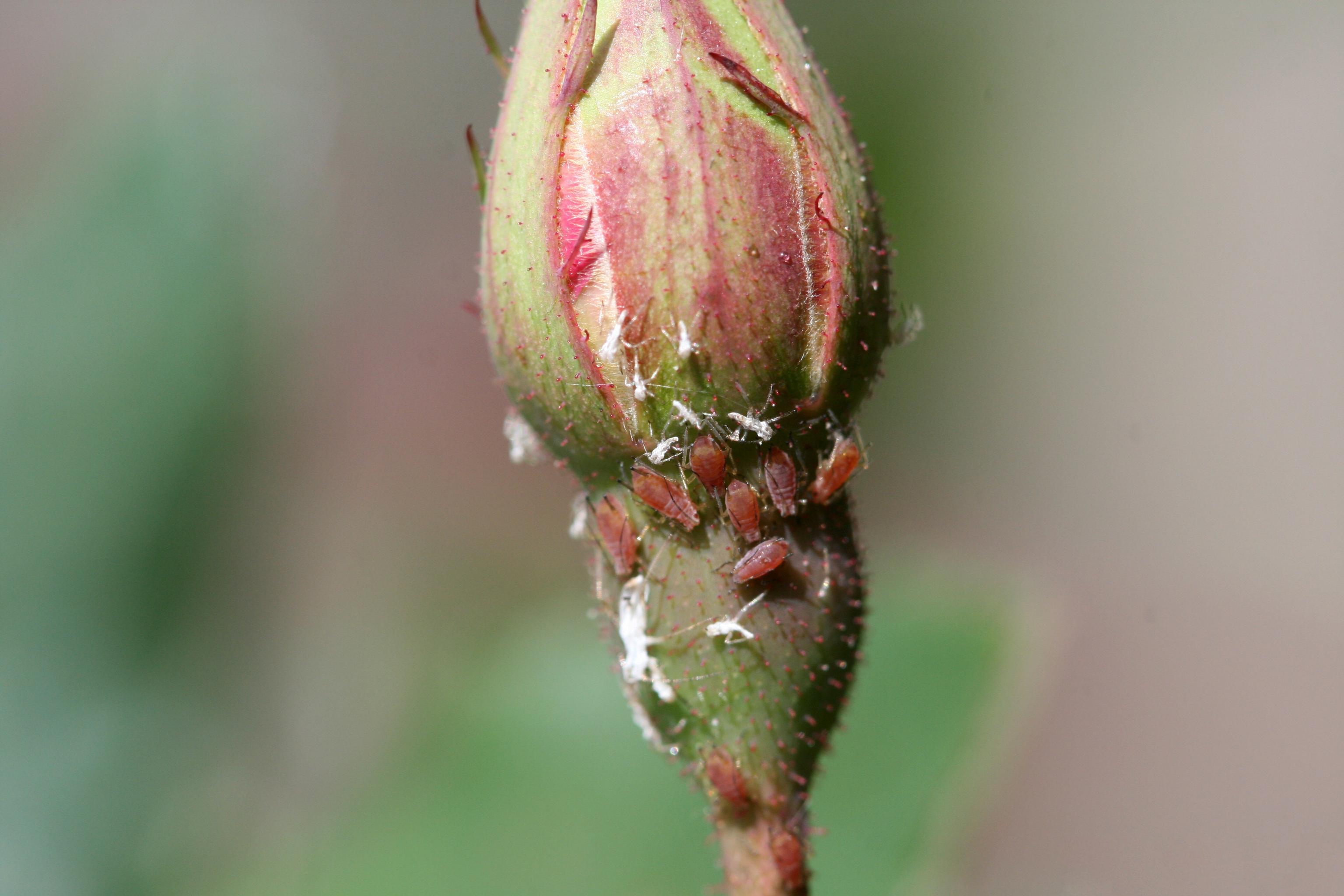 Rose aphid (Macrosiphum rosae) colony on a rose bud