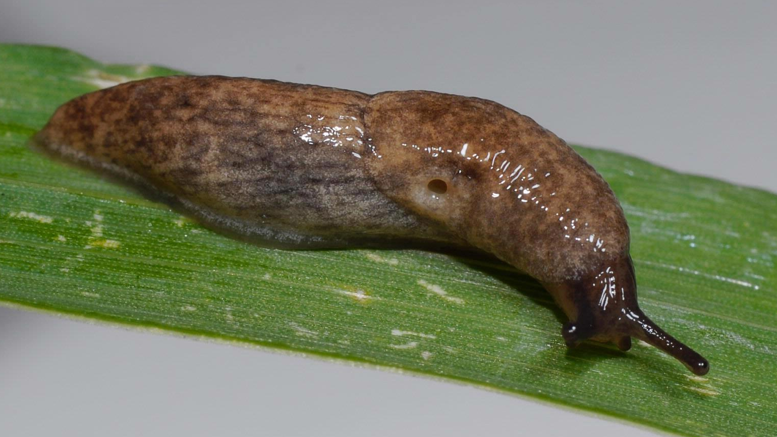 Grey field slug (Deroceras reticulatum)