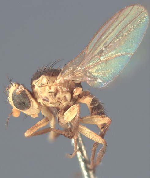 Adult tomato leafminer (Liriomyza bryoniae)