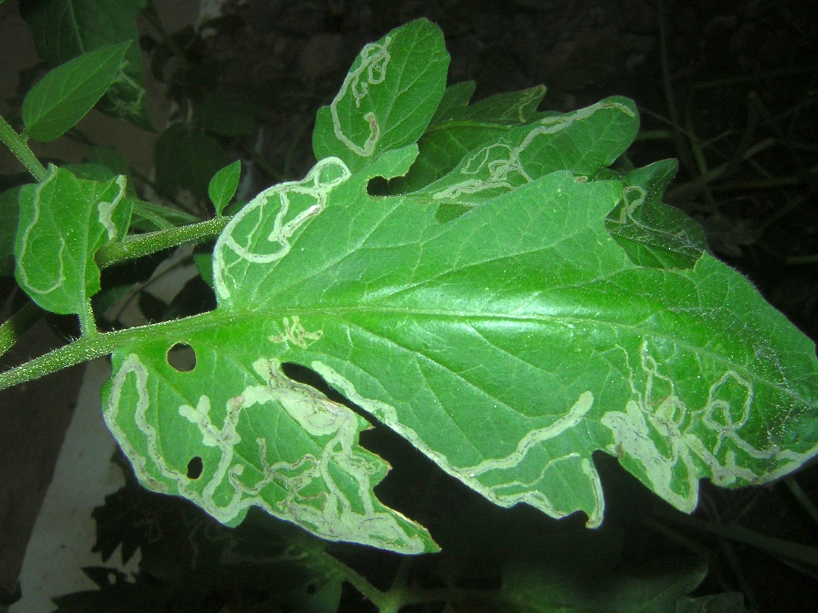Leaf mines caused by Agromyzidae leafminers on tomato