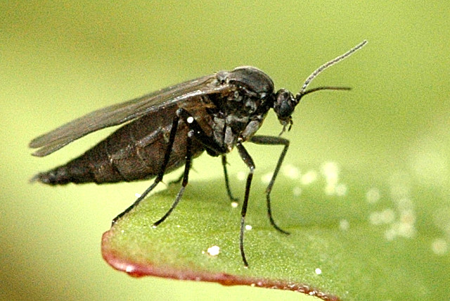 Adult sciarid fly, Bradysia praecox