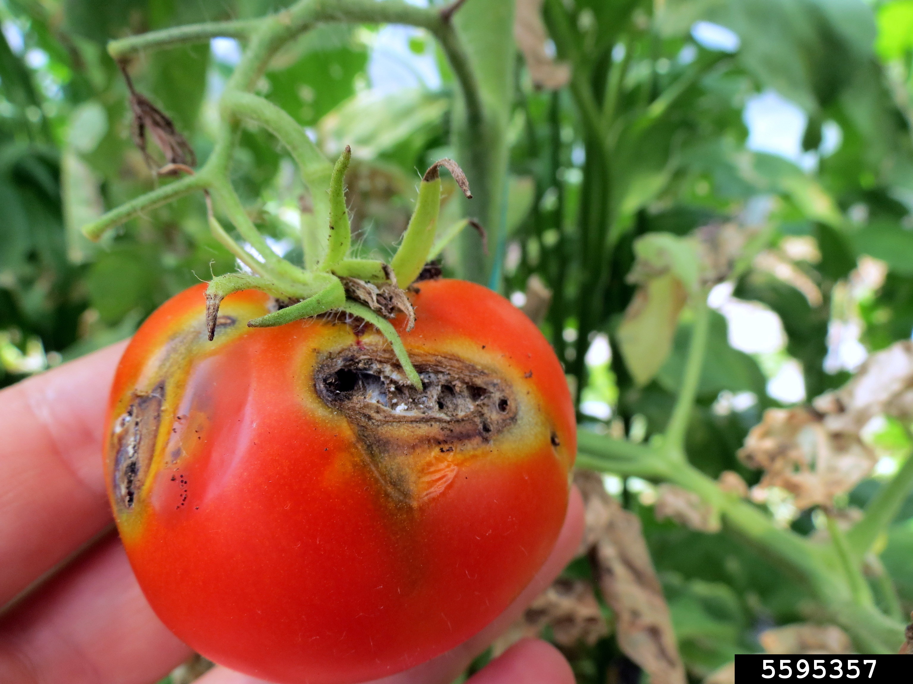 Tomato damage caused by Tuta absoluta larvae