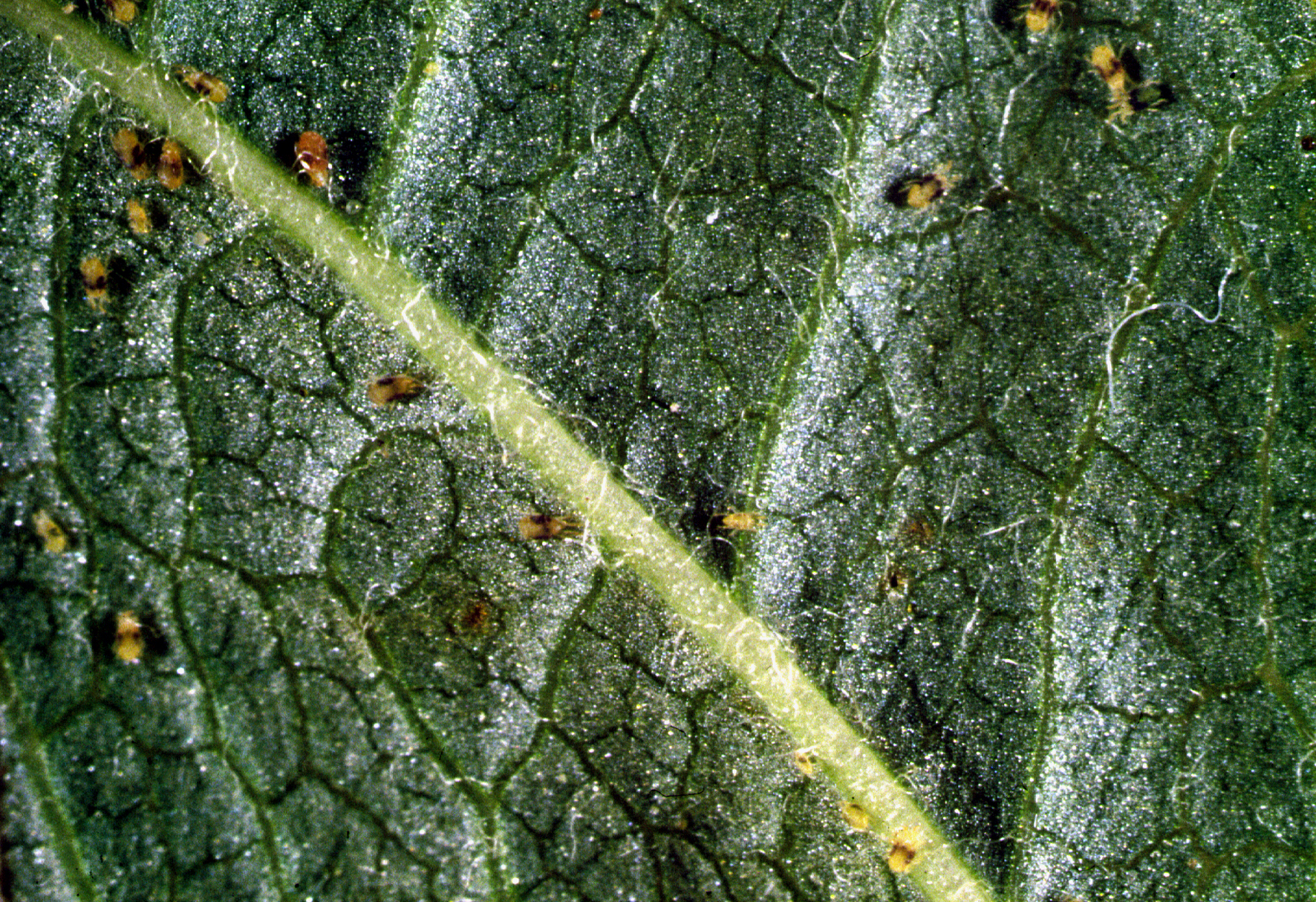 Two-spotted spider mite, Tetranychus urticae