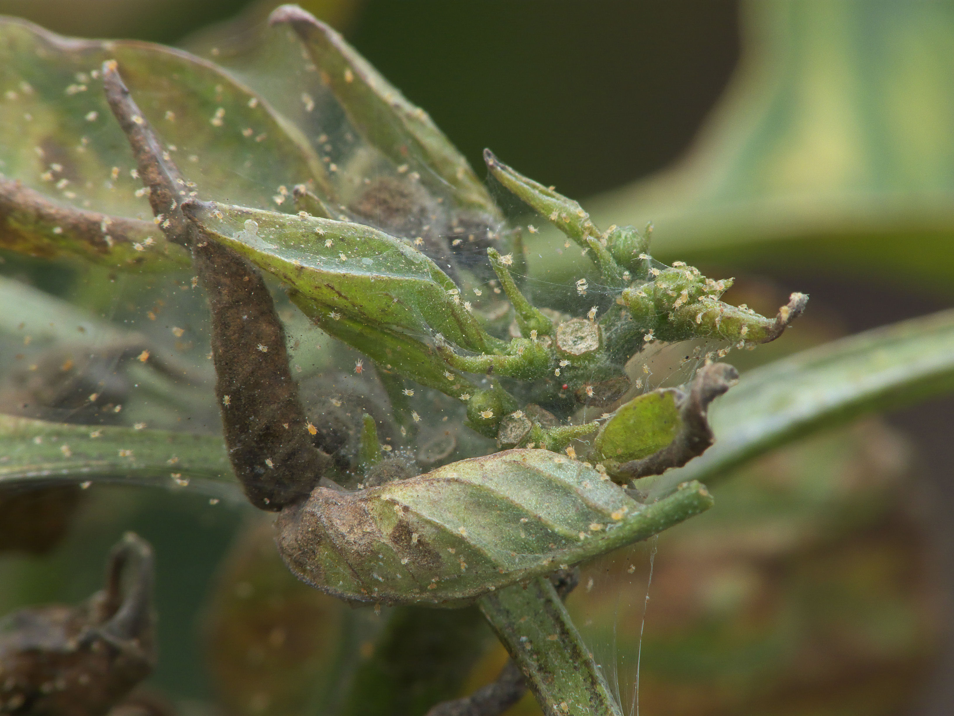 Two-spotted spider mites on a sweet pepper leaf