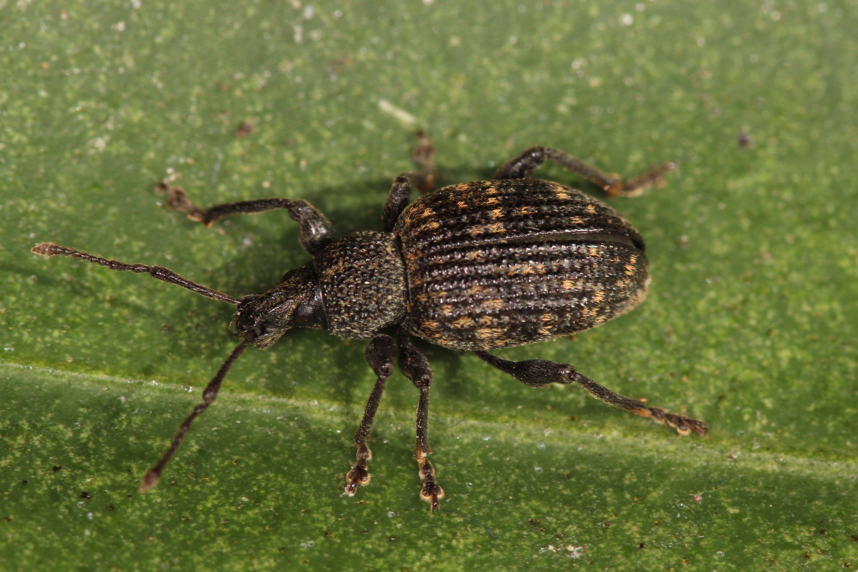 Black vine weevil (Otiorhynchus sulcatus)