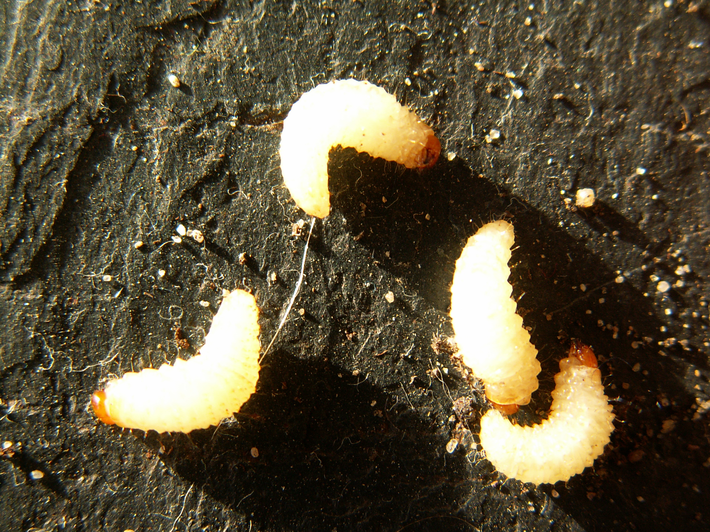 Vine weevil larva feeding around plant roots