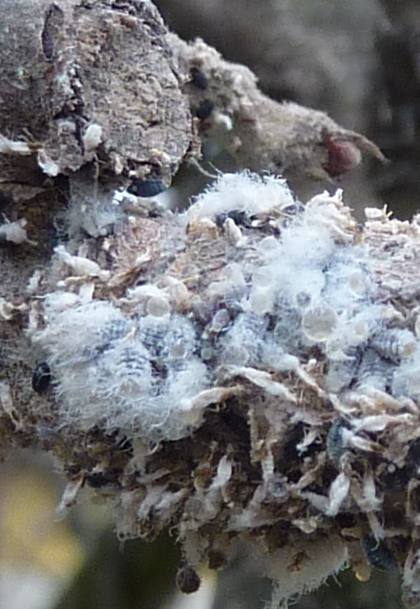 Woolly apple aphid (Eriosoma lanigerum) colony on an apple branch