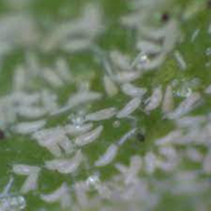 Tomato russet mite damage on tomato crop