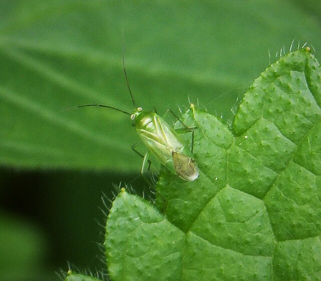 Common Green Capsid (Lygocoris pabulinus) adult, a pest causing distortion and damage in strawberries, raspberries and ornamentals. Photo by Mick Talbot, licensed under CC BY 2.0.