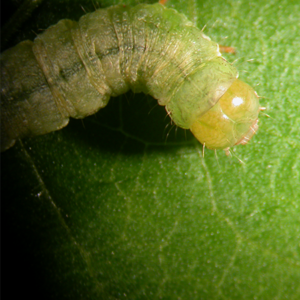 Caterpillar feeding damage with chewing edges visible on plant leaves.