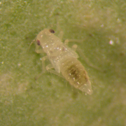 Leafhopper adult insect on plant surface, known for sap feeding and hopper-burn symptoms.