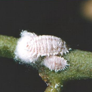 Citrus or greenhouse mealybug with white waxy coating clustered on plant stem.