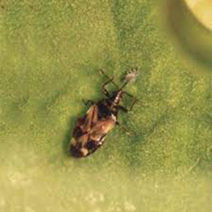 Psyllid adult insect responsible for sap feeding and leaf cupping.
