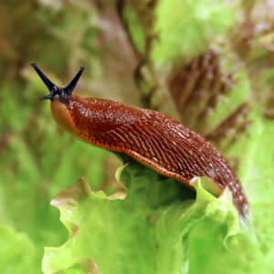 Arion or Deroceras slug species responsible for leaf rasping damage.