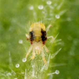 Two-spotted spider mite (Tetranychus urticae) and fine webbing on leaf underside.