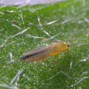 Thrips adult causing silvering and streak damage on leaf surface.