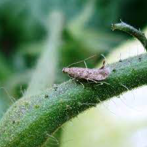 Tuta absoluta larval mine inside tomato leaf with characteristic blotch damage.