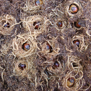 Adult vine weevil (Otiorhynchus sulcatus) responsible for notched leaf margins.