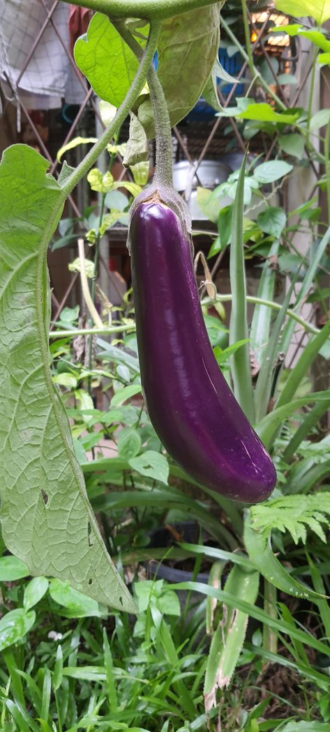 Aubergine