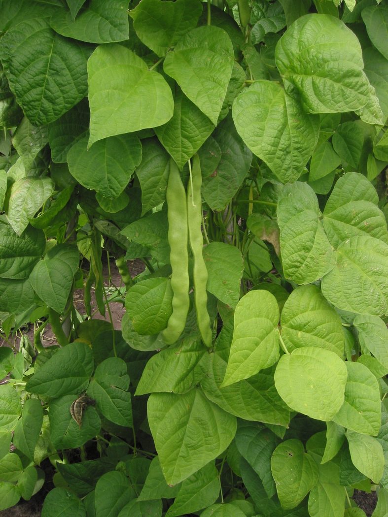 French bean