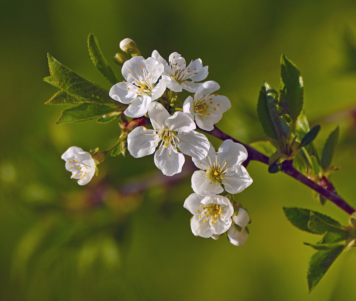 Cherry