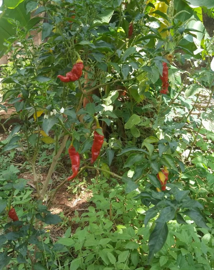 Chilli pepper