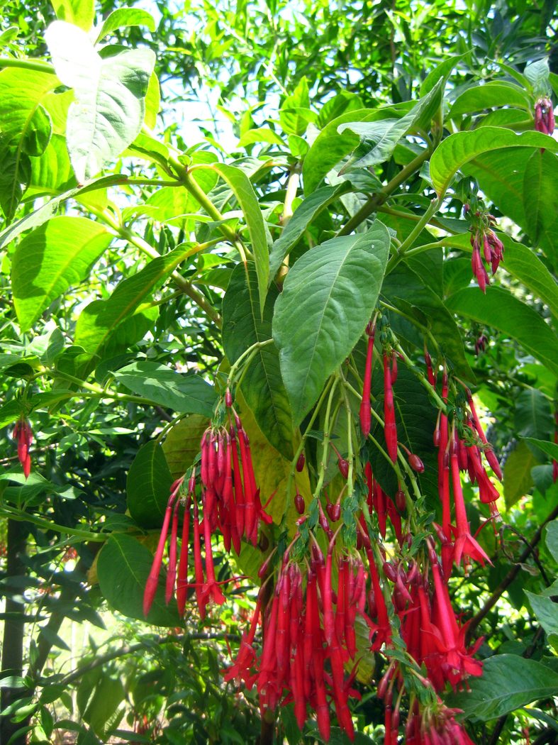 Fuchsia