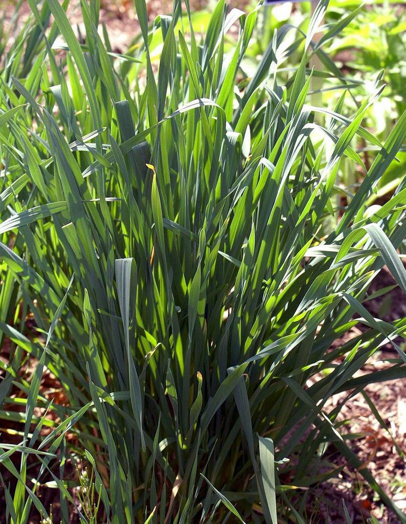 Garlic