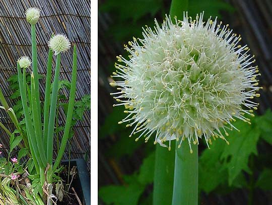 Onion