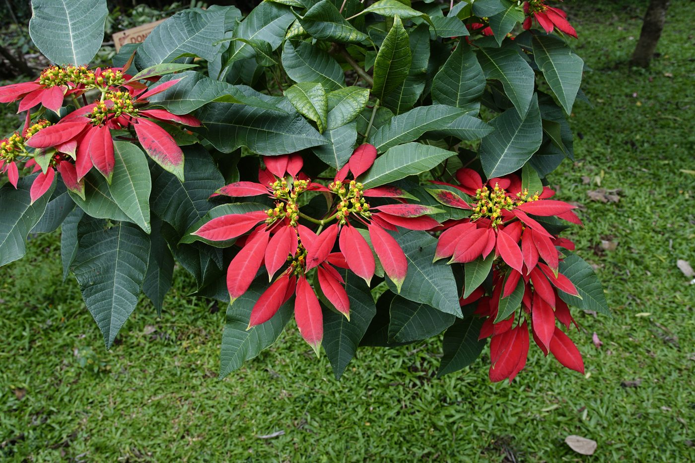 Poinsettia