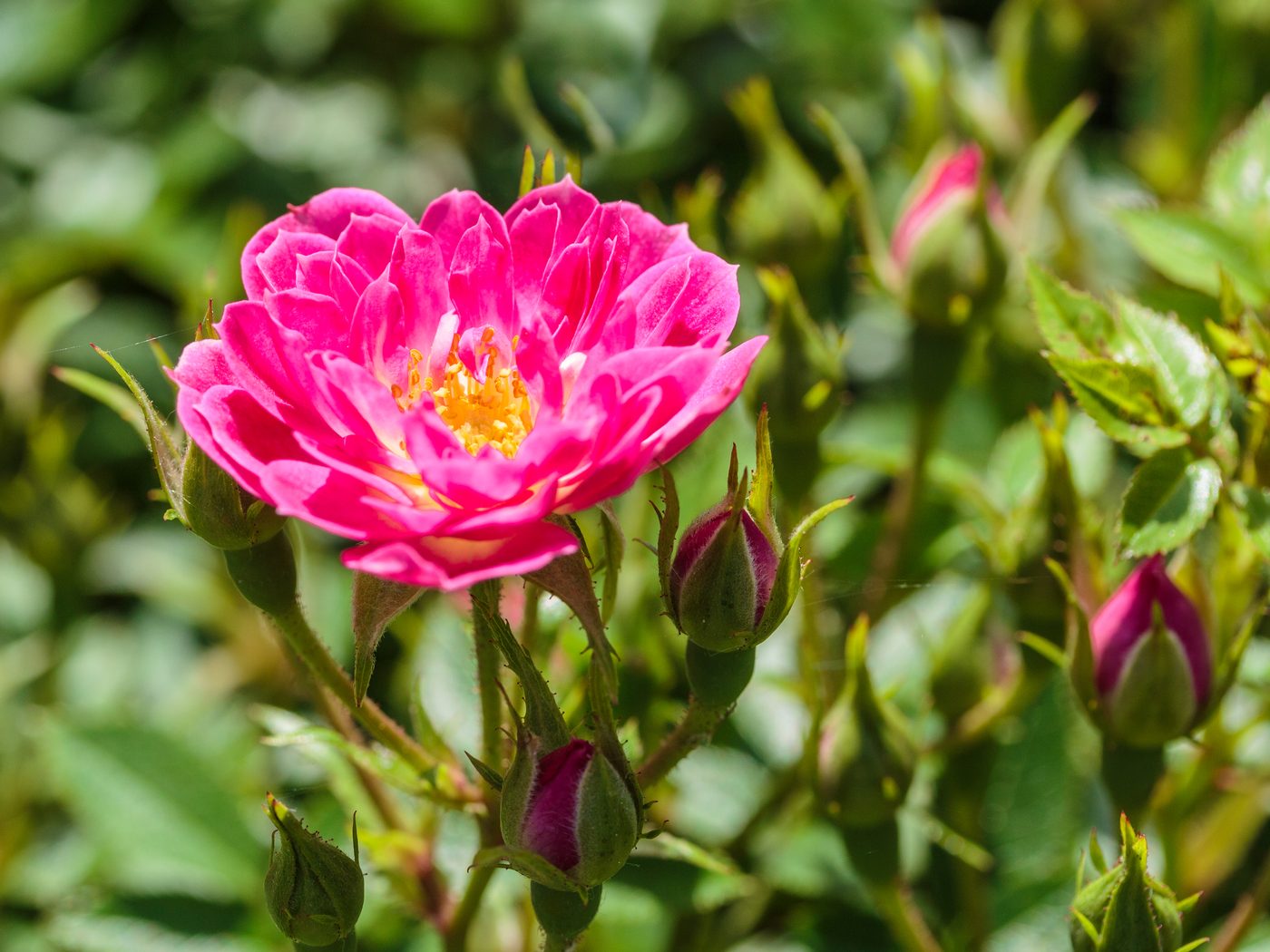 Rose