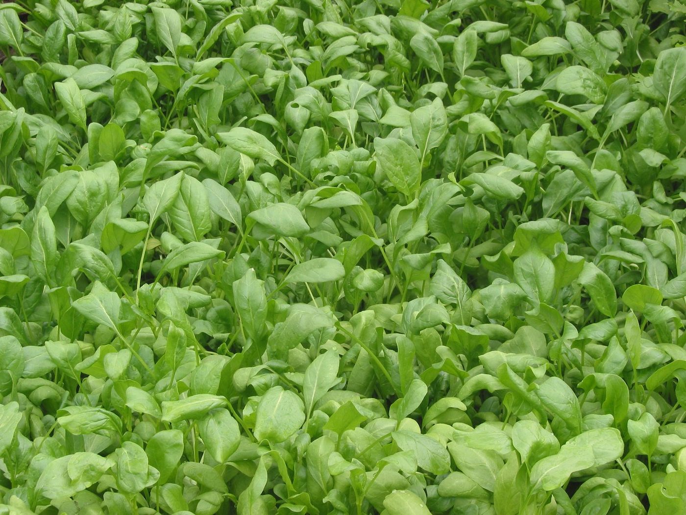 Spinach