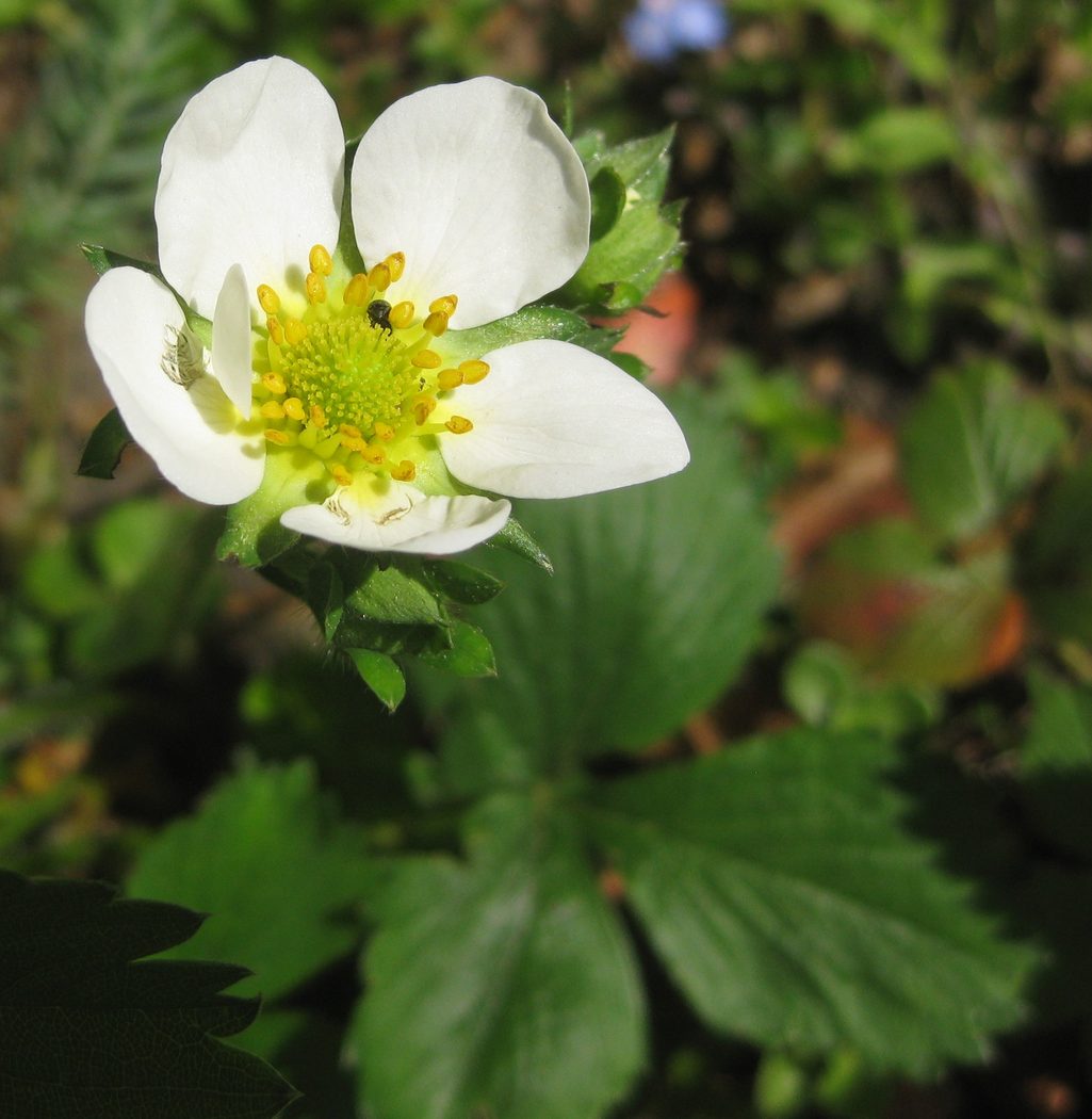 Strawberry