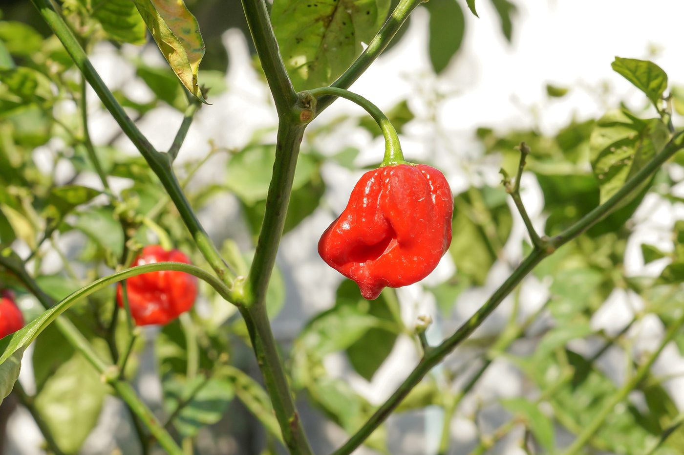 Sweet Pepper