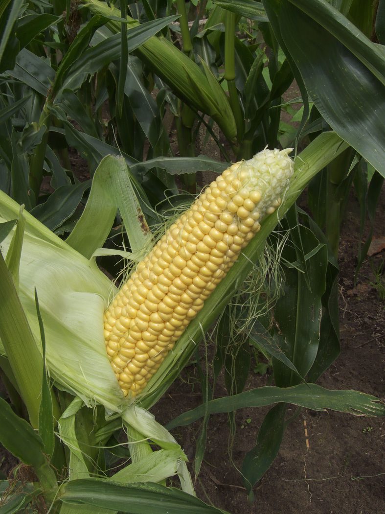 Sweetcorn