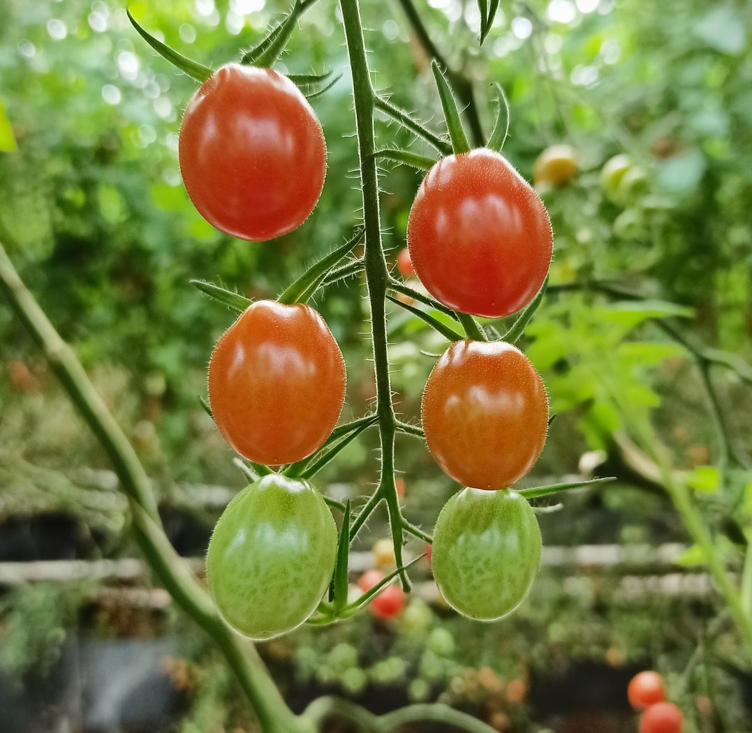 Tomato